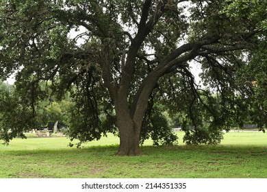 Massive Live Oak Provides Shade From The Texas Sun At San Pedro Springs Park, San Antonio, Texas