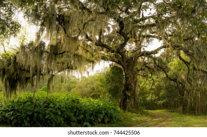 The massive Live oak tree draped in Spanish moss in the low country of South Carolina