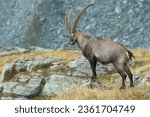 Massive male alpine ibex or mountain goat (Capra ibex) showing its power standing in a summer alpine meadow against rocky slopes, Alps mountains, Italy.