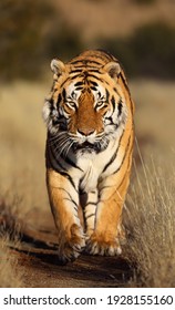 A Massive Male Tiger walks in the road