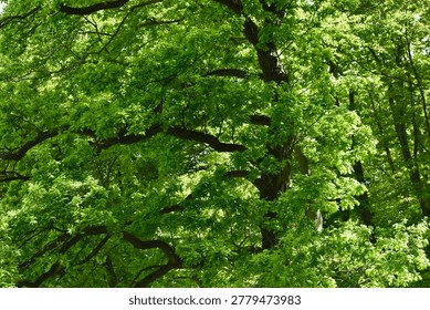 Massive oak branches spread through luminous spring foliage, creating a layered canopy of vivid greens.
