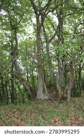 Massive oak rootstock with multiple trunks located on St. Oswald nature trail in Manubach, Germany. The tree displays a complex structure with several thick, moss-covered trunks emerging from a single massive rootstock. Surrounding foliage is dense, with bright green leaves dominating the scene. The forest floor is covered with a mix of grass and fallen leaves, suggesting a vibrant ecosystem. These mighty oak rootstocks can be several hundred years old. They came into being over time because, in the past, these trees were not felled outright instead, much as is still practiced in Japan today, the relatively young trunks were cut back, allowing the living rootstock to sprout anew.The harvested trunks had their bark stripped and sold to local tanneries, while the hardwood was used for construction or as firewood. This resource-conserving practice was maintained by the forebears of the Middle Rhine region over many generations, until the decline of the traditional local tanning trade.With the rise of large-scale industry at the beginning of the 20th century and the advent of more economical methods, the so-called oak-bark trade ('Lohrindengeschäft') came to a complete standstill. Since then, the trees previously managed as 'Loheichen' (oak trees cultivated for tanning bark) have grown to sometimes impressive sizes.'World Heritage area Upper Middlerhine Valley, Rhineland-Palatinate, Germany