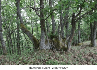 Massive oak rootstock with multiple trunks located on St. Oswald nature trail in Manubach, Germany. The tree displays a complex structure with several thick, moss-covered trunks emerging from a single massive rootstock. Surrounding foliage is dense, with bright green leaves dominating the scene. The forest floor is covered with a mix of grass and fallen leaves, suggesting a vibrant ecosystem. These mighty oak rootstocks can be several hundred years old. They came into being over time because, in the past, these trees were not felled outright instead, much as is still practiced in Japan today, the relatively young trunks were cut back, allowing the living rootstock to sprout anew.The harvested trunks had their bark stripped and sold to local tanneries, while the hardwood was used for construction or as firewood. This resource-conserving practice was maintained by the forebears of the Middle Rhine region over many generations, until the decline of the traditional local tanning trade.With the rise of large-scale industry at the beginning of the 20th century and the advent of more economical methods, the so-called oak-bark trade ('Lohrindengeschäft') came to a complete standstill. Since then, the trees previously managed as 'Loheichen' (oak trees cultivated for tanning bark) have grown to sometimes impressive sizes.'World Heritage area Upper Middlerhine Valley, Rhineland-Palatinate, Germany