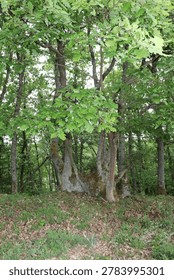 Massive oak rootstock with multiple trunks located on St. Oswald nature trail in Manubach, Germany. The tree displays a complex structure with several thick, moss-covered trunks emerging from a single massive rootstock. Surrounding foliage is dense, with bright green leaves dominating the scene. The forest floor is covered with a mix of grass and fallen leaves, suggesting a vibrant ecosystem. These mighty oak rootstocks can be several hundred years old. They came into being over time because, in the past, these trees were not felled outright instead, much as is still practiced in Japan today, the relatively young trunks were cut back, allowing the living rootstock to sprout anew.The harvested trunks had their bark stripped and sold to local tanneries, while the hardwood was used for construction or as firewood. This resource-conserving practice was maintained by the forebears of the Middle Rhine region over many generations, until the decline of the traditional local tanning trade.With the rise of large-scale industry at the beginning of the 20th century and the advent of more economical methods, the so-called oak-bark trade ('Lohrindengeschäft') came to a complete standstill. Since then, the trees previously managed as 'Loheichen' (oak trees cultivated for tanning bark) have grown to sometimes impressive sizes.'World Heritage area Upper Middlerhine Valley, Rhineland-Palatinate, Germany