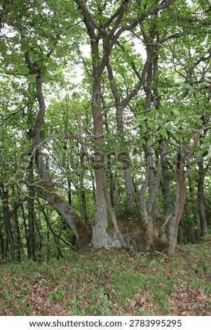 Massive oak rootstock with multiple trunks located on St. Oswald nature trail in Manubach, Germany. The tree displays a complex structure with several thick, moss-covered trunks emerging from a single massive rootstock. Surrounding foliage is dense, with bright green leaves dominating the scene. The forest floor is covered with a mix of grass and fallen leaves, suggesting a vibrant ecosystem. These mighty oak rootstocks can be several hundred years old. They came into being over time because, in the past, these trees were not felled outright instead, much as is still practiced in Japan today, the relatively young trunks were cut back, allowing the living rootstock to sprout anew.The harvested trunks had their bark stripped and sold to local tanneries, while the hardwood was used for construction or as firewood. This resource-conserving practice was maintained by the forebears of the Middle Rhine region over many generations, until the decline of the traditional local tanning trade.With the rise of large-scale industry at the beginning of the 20th century and the advent of more economical methods, the so-called oak-bark trade ('Lohrindengeschäft') came to a complete standstill. Since then, the trees previously managed as 'Loheichen' (oak trees cultivated for tanning bark) have grown to sometimes impressive sizes.'World Heritage area Upper Middlerhine Valley, Rhineland-Palatinate, Germany