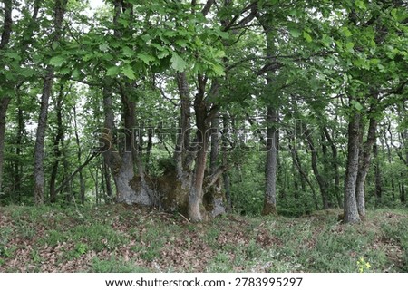 Massive oak rootstock with multiple trunks located on St. Oswald nature trail in Manubach, Germany. The tree displays a complex structure with several thick, moss-covered trunks emerging from a single massive rootstock. Surrounding foliage is dense, with bright green leaves dominating the scene. The forest floor is covered with a mix of grass and fallen leaves, suggesting a vibrant ecosystem. These mighty oak rootstocks can be several hundred years old. They came into being over time because, in the past, these trees were not felled outright instead, much as is still practiced in Japan today, the relatively young trunks were cut back, allowing the living rootstock to sprout anew.The harvested trunks had their bark stripped and sold to local tanneries, while the hardwood was used for construction or as firewood. This resource-conserving practice was maintained by the forebears of the Middle Rhine region over many generations, until the decline of the traditional local tanning trade.With the rise of large-scale industry at the beginning of the 20th century and the advent of more economical methods, the so-called oak-bark trade ('Lohrindengeschäft') came to a complete standstill. Since then, the trees previously managed as 'Loheichen' (oak trees cultivated for tanning bark) have grown to sometimes impressive sizes.'World Heritage area Upper Middlerhine Valley, Rhineland-Palatinate, Germany