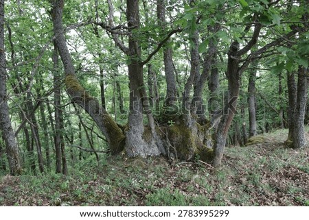 Massive oak rootstock with multiple trunks located on St. Oswald nature trail in Manubach, Germany. The tree displays a complex structure with several thick, moss-covered trunks emerging from a single massive rootstock. Surrounding foliage is dense, with bright green leaves dominating the scene. The forest floor is covered with a mix of grass and fallen leaves, suggesting a vibrant ecosystem. These mighty oak rootstocks can be several hundred years old. They came into being over time because, in the past, these trees were not felled outright instead, much as is still practiced in Japan today, the relatively young trunks were cut back, allowing the living rootstock to sprout anew.The harvested trunks had their bark stripped and sold to local tanneries, while the hardwood was used for construction or as firewood. This resource-conserving practice was maintained by the forebears of the Middle Rhine region over many generations, until the decline of the traditional local tanning trade.With the rise of large-scale industry at the beginning of the 20th century and the advent of more economical methods, the so-called oak-bark trade ('Lohrindengeschäft') came to a complete standstill. Since then, the trees previously managed as 'Loheichen' (oak trees cultivated for tanning bark) have grown to sometimes impressive sizes.'World Heritage area Upper Middlerhine Valley, Rhineland-Palatinate, Germany