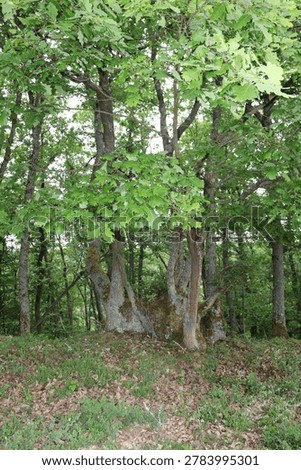 Massive oak rootstock with multiple trunks located on St. Oswald nature trail in Manubach, Germany. The tree displays a complex structure with several thick, moss-covered trunks emerging from a single massive rootstock. Surrounding foliage is dense, with bright green leaves dominating the scene. The forest floor is covered with a mix of grass and fallen leaves, suggesting a vibrant ecosystem. These mighty oak rootstocks can be several hundred years old. They came into being over time because, in the past, these trees were not felled outright instead, much as is still practiced in Japan today, the relatively young trunks were cut back, allowing the living rootstock to sprout anew.The harvested trunks had their bark stripped and sold to local tanneries, while the hardwood was used for construction or as firewood. This resource-conserving practice was maintained by the forebears of the Middle Rhine region over many generations, until the decline of the traditional local tanning trade.With the rise of large-scale industry at the beginning of the 20th century and the advent of more economical methods, the so-called oak-bark trade ('Lohrindengeschäft') came to a complete standstill. Since then, the trees previously managed as 'Loheichen' (oak trees cultivated for tanning bark) have grown to sometimes impressive sizes.'World Heritage area Upper Middlerhine Valley, Rhineland-Palatinate, Germany