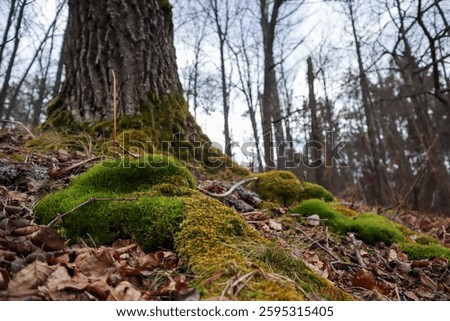 A massive oak tree stands in a dense forest, its textured bark leading to a base where thick roots spread out. These roots are carpeted with lush green moss, indicating the tree's age