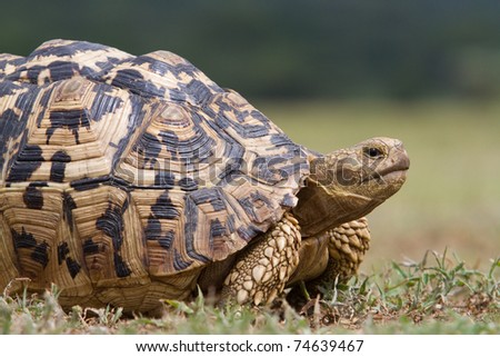 A massive old leopard tortoise in Lake Manyara National Park