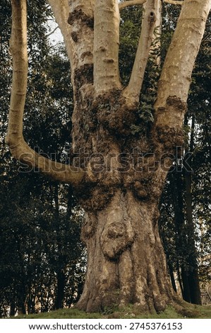 Massive old tree trunk with highly textured bark and burls in a park