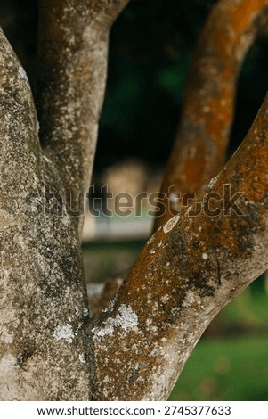 Massive old tree trunk with highly textured bark and burls in a park