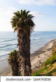Massive palm trees and beach background in Encinitas, California at sunset.