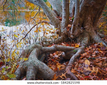 Massive roots of a maple tree trunk at the edge of a pond  in the forest, close up photo in fall