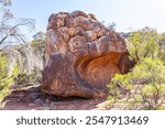 A massive sandstone boulder carved and weathered by the wind and rain over time in rocky country with mulga trees in Wilpena Pound National Park in the Flinders Ranges in South Australia.