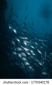 A Massive School Of Herring Scad