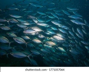 A Massive School Of Herring Scad