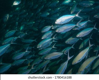 A Massive School Of Herring Scad