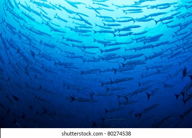 A massive school of huge barracuda circle the divers in the Pacific Ocean.