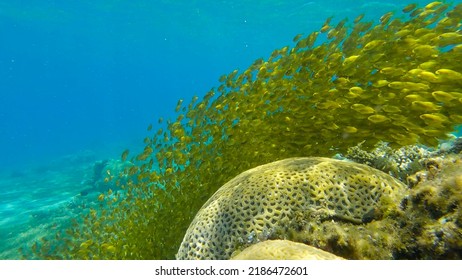 Massive school of juvenile Rabbitfish in shallow water swims over coral reef in sunrays. Bait ball above coral reef. Rabbitfishes (Siganidae). Red sea, Egypt