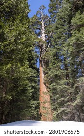 Massive sequoia tree with walking path and snow in forest, towering trunks and natural scenery
