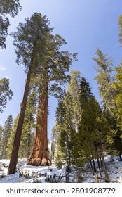 Massive sequoia tree with walking path and snow in forest, towering trunks and natural scenery