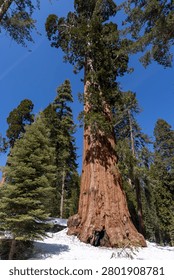 Massive sequoia tree with walking path and snow in forest, towering trunks and natural scenery