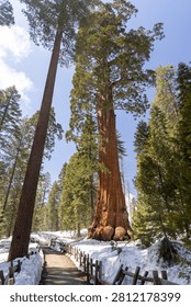 Massive sequoia tree with walking path and snow in forest, towering trunks and natural scenery