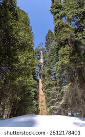 Massive sequoia tree with walking path and snow in forest, towering trunks and natural scenery