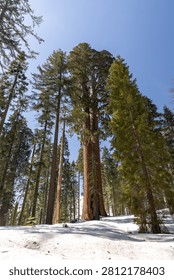 Massive sequoia tree with walking path and snow in forest, towering trunks and natural scenery