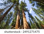 Massive sequoia trees in Sequoia National Park