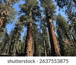 Massive sequoia trees stretch into a bright blue sky along the scenic Congress Trail in Sequoia National Park.