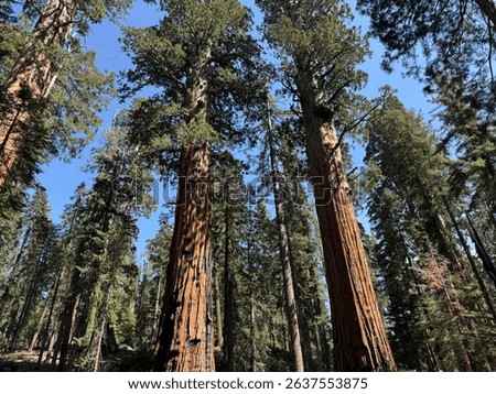 Massive sequoia trees stretch into a bright blue sky along the scenic Congress Trail in Sequoia National Park.