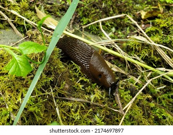 A Massive Slug Found Walking Through The Forest.