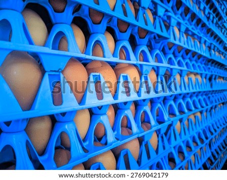 Massive stack of fresh chicken eggs in blue plastic trays on wooden pallets inside a warehouse
