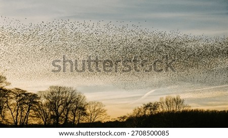 Massive starling murmuration flock over winter landscape at sunset – thousands of birds in synchronized flight
