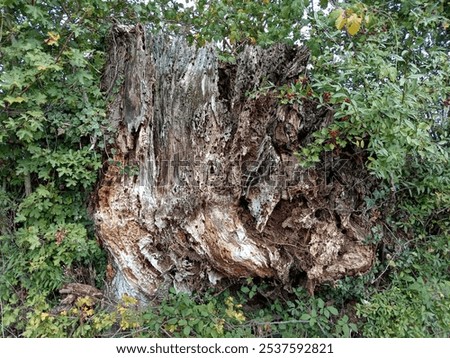 Massive but tormented tree stump