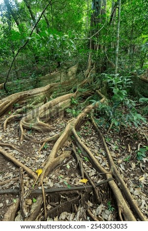 Massive tree roots on the surface of Fig Tree in tropical jungle forest, Rincon de la Vieja National Park, Parque Nacional Rincon de la Vieja, Guanacaste Province, Costa Rica