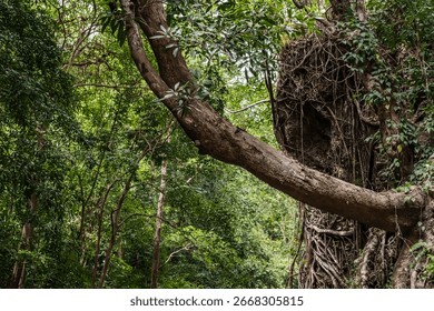 A massive tree trunk arches across the dense tropical forest, blending strength and beauty in the untouched wilderness landscape.