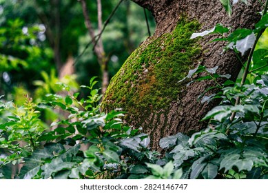 A massive tree trunk is captured in an intimate macro close-up, its bark richly covered in vivid green moss with patches of rusty orange lichen creating natural texture and color variation. The rough, deeply grooved bark contrasts beautifully with the soft, velvety moss, while dense foliage, including distinctly lobed ivy leaves, frames the scene on both sides. The blurred background, rendered in soft bokeh typical of a shallow depth of field, evokes the atmosphere of a damp, lush forest teeming with life. This image is well suited for nature, woodland, botanical, and macro photography themes, as well as backgrounds for environmental or eco-conscious design projects.