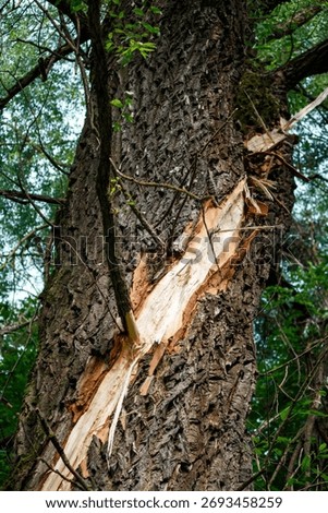 Massive tree trunk with a deep split, raw wood exposed where bark's torn off, showing nature's brute force and significant damage