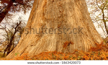 Massive tree trunk in fall forest
