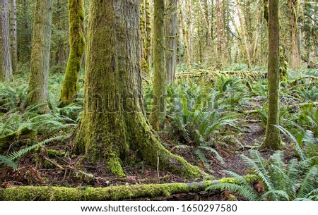 Massive Tree Trunk and Fallen Logs Among Ferns in Mossy Evergreen Forest in Olympia, Washington, USA