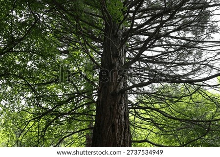 Massive tree trunk with spreading branches in a lush summer forest.
