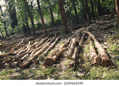 Massive Trees Being Cut Down – Shocking Look at Deforestation and Forest Destruction. Cutting Down Large Trees – The Alarming Reality of Global Deforestation. Why Are So Many Trees Being Cut Down?