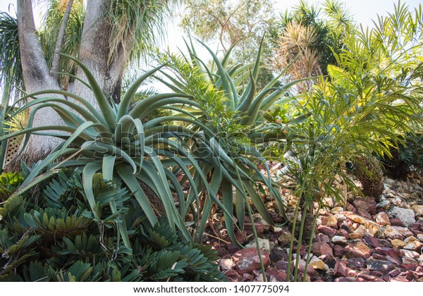 Massive Tropical Aloe Vera Plants Outdoor Stock Image Download Now