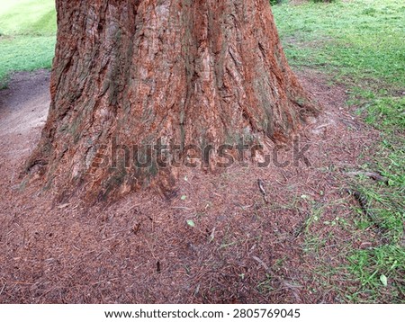 Massive trunk of a giant sequoia (Sequoiadendron giganteum) growing in the historic Štós Spa park, Slovakia. Rare ornamental conifer planted around 1935 and valued for its impressive size.