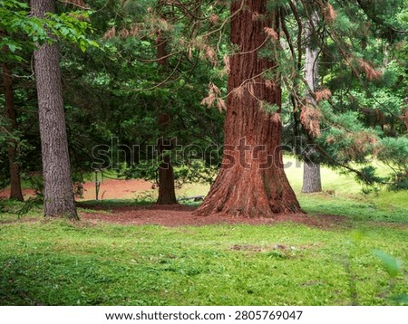 Massive trunk of a giant sequoia (Sequoiadendron giganteum) growing in the historic Štós Spa park, Slovakia. Rare ornamental conifer planted around 1935 and valued for its impressive size.