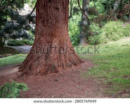 Massive trunk of a giant sequoia (Sequoiadendron giganteum) growing in the historic Štós Spa park, Slovakia. Rare ornamental conifer planted around 1935 and valued for its impressive size.