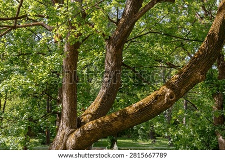 The massive trunk of an old tree divided into three powerful branches, huge twisted branches